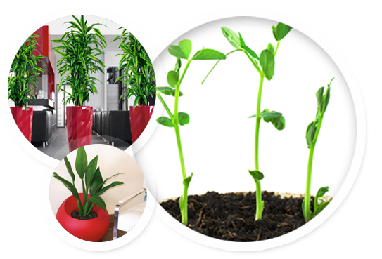 Indoor And Office Plants  Hire Melbourne