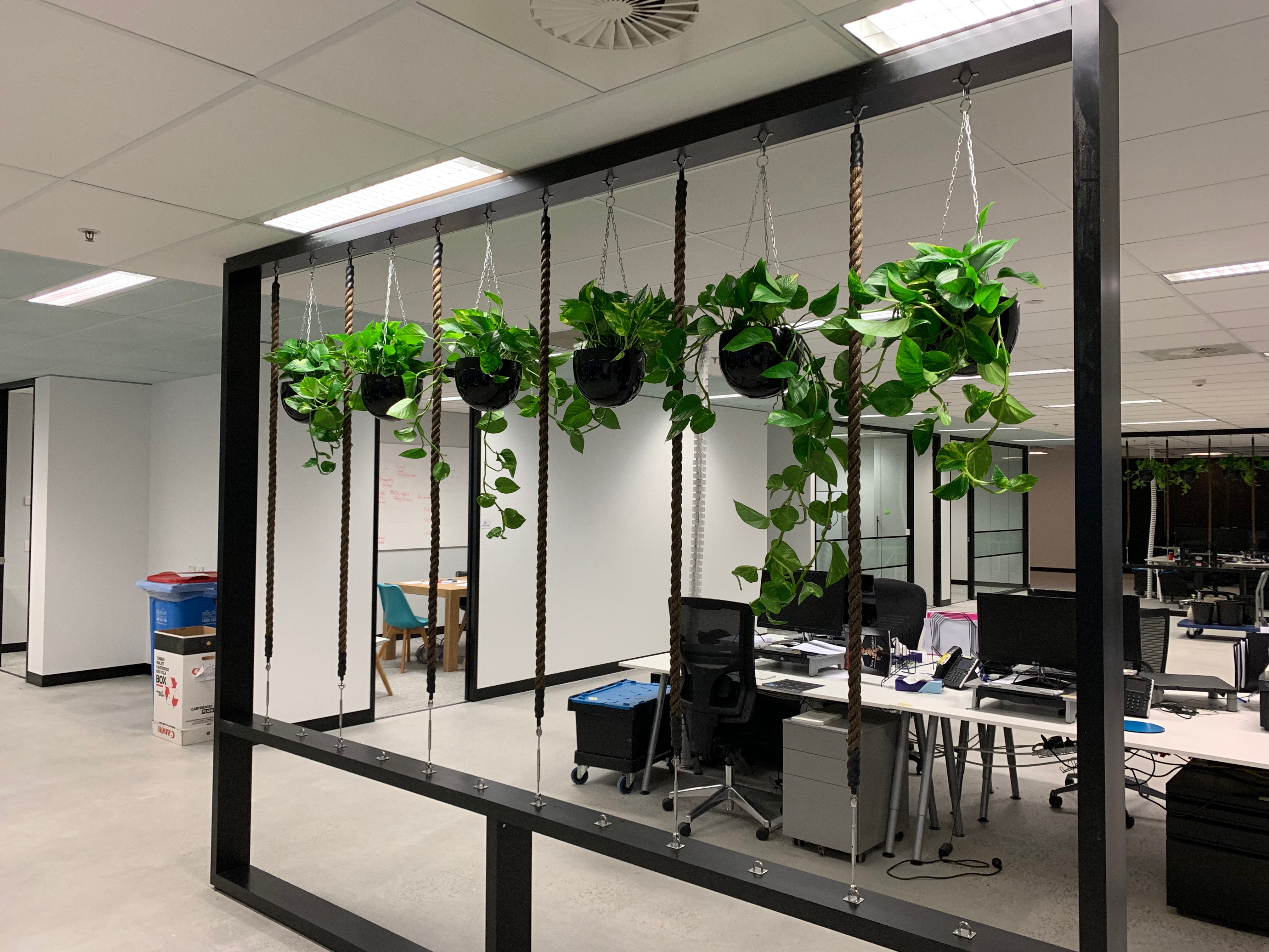 Devil's Ivy in Hanging Planters