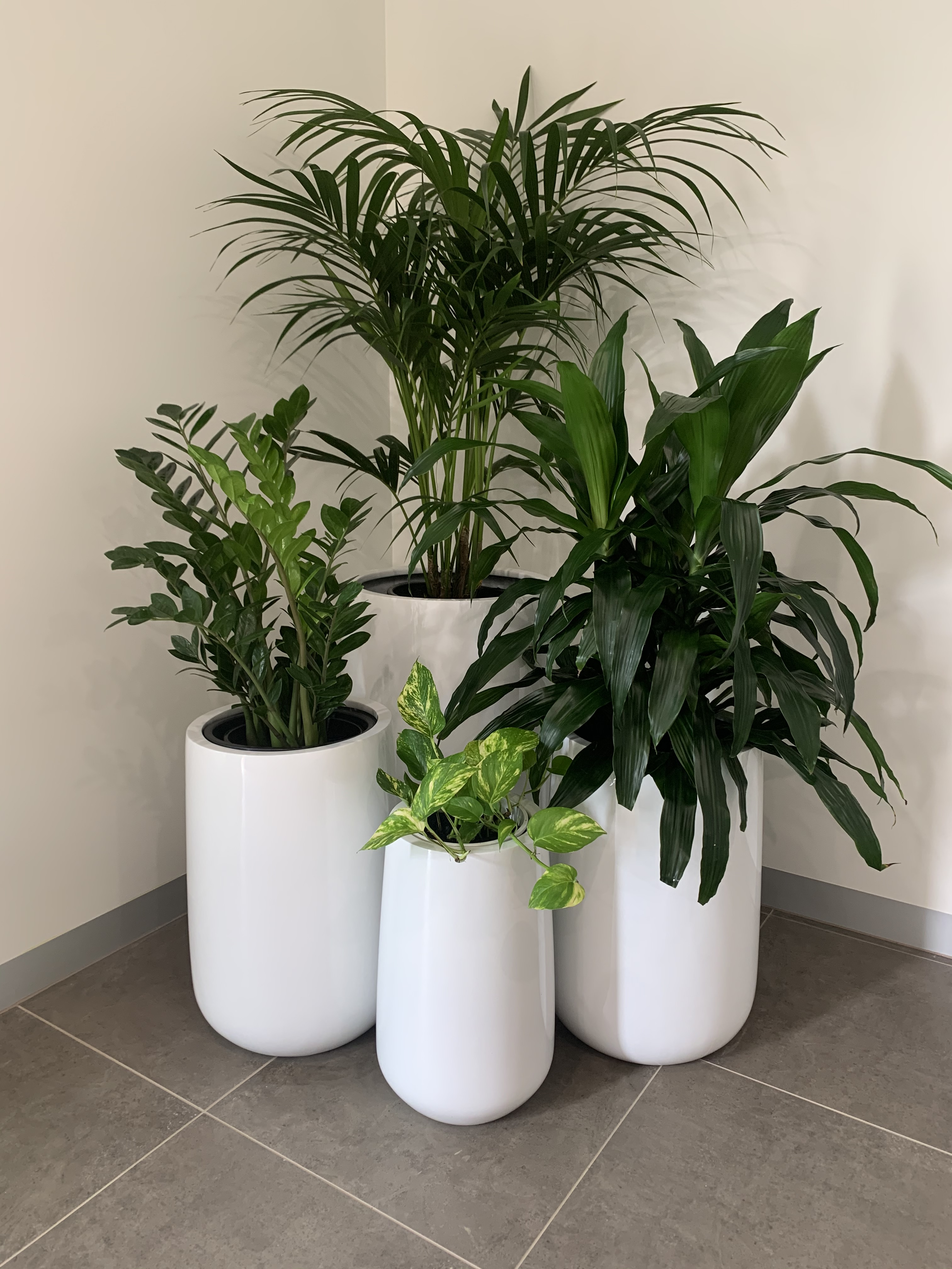 Cluster of Urn Plants in Office