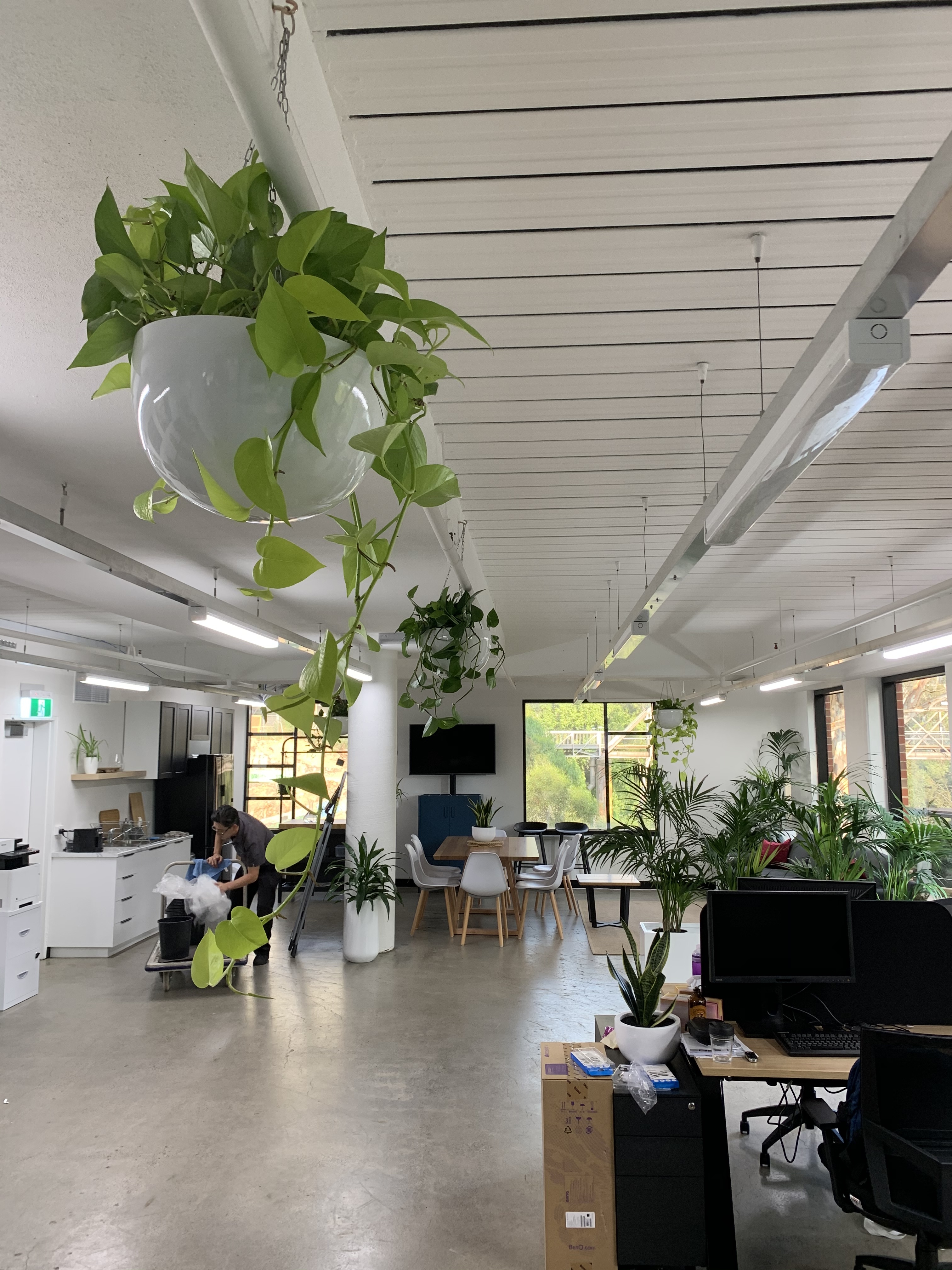 Hanging Planters in Office