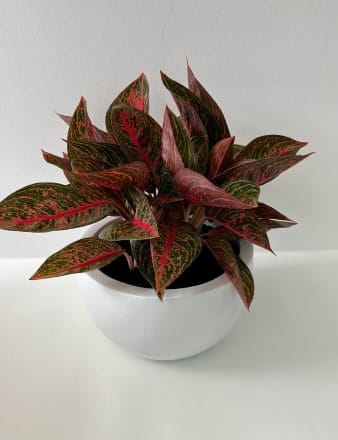 Aglaonema Variety