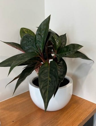 Aglaonema-Variety