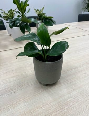 Concrete Mini Urn With Legs min