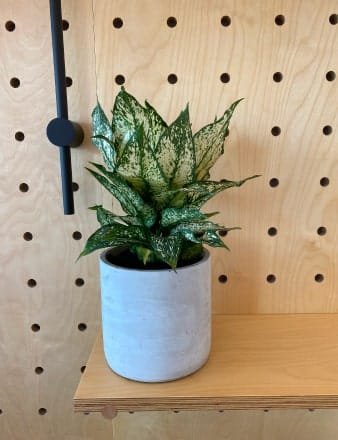 Concrete Urn Table
