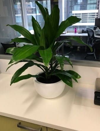 Dracaena Janet Craig