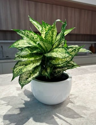 Aglaonema Thai Snowflake
