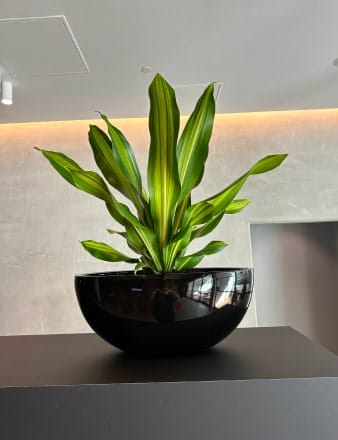 Medium Boat Planter