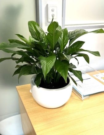 Peace Lilly