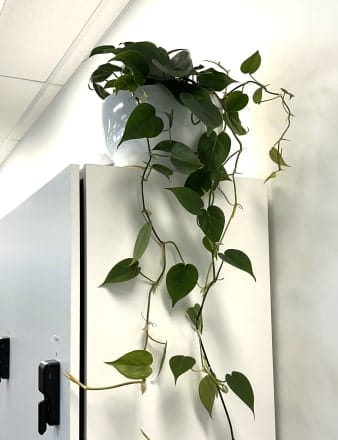 Philodendron Cordatum