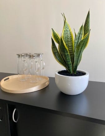 Sansevieria