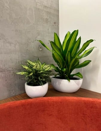 plant home